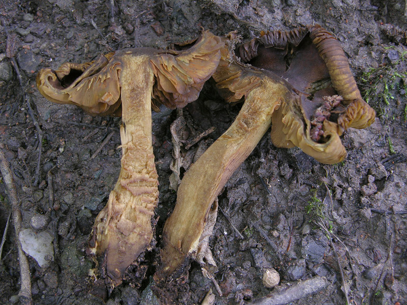 Cortinarius di oggi, sabato 07.